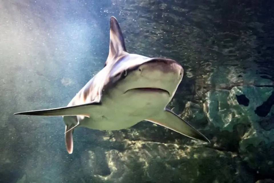 SEALIFE Brighton Entry Ticket