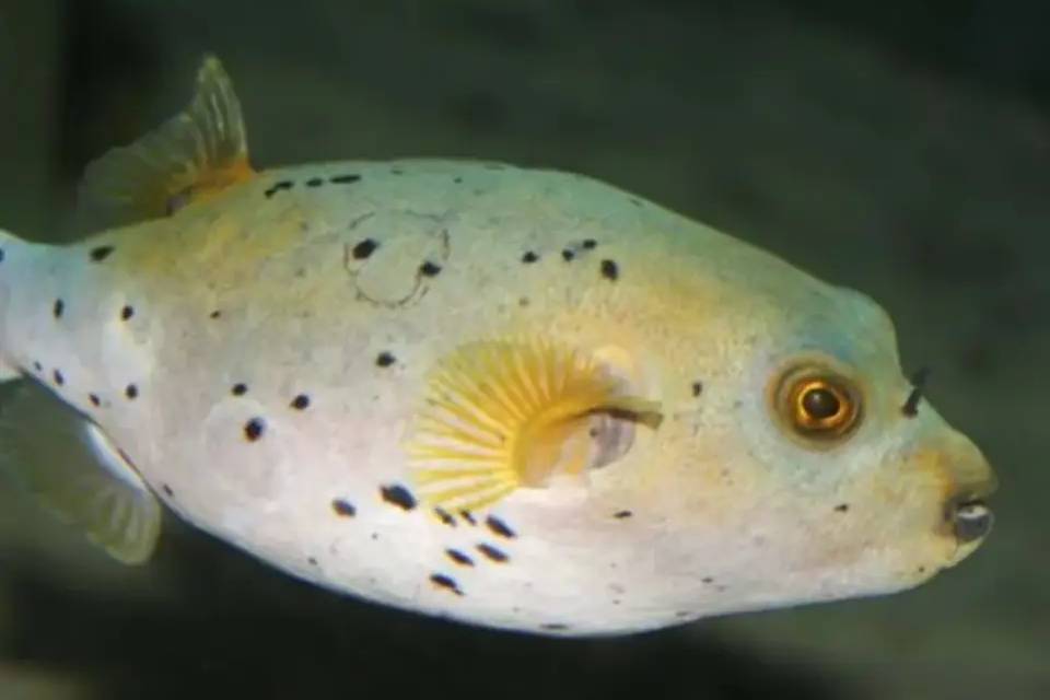 SEALIFE Manchester Entry Ticket