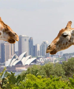 Go City: Sydney Explorer Pass