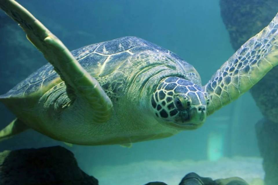 SEA LIFE Grapevine Entrance Ticket