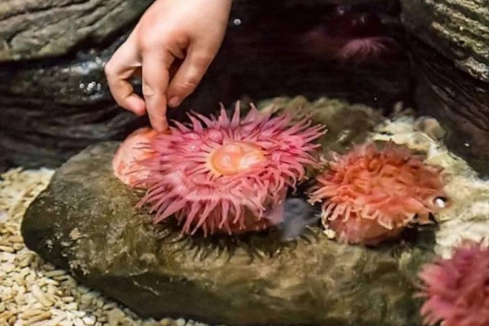 Tickets for SEA LIFE Grapevine