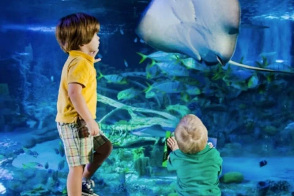Tickets for SEA LIFE Grapevine