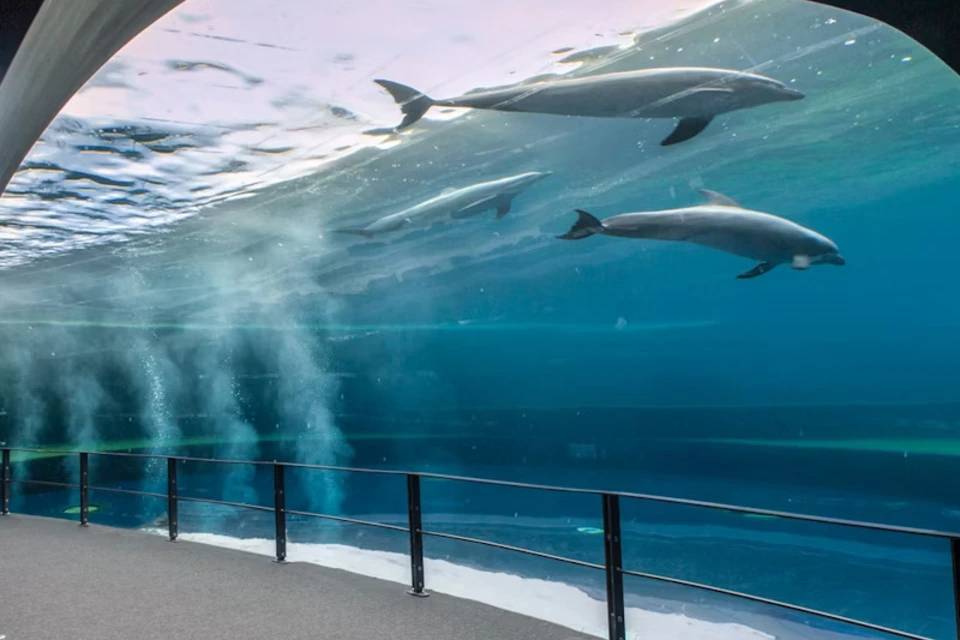 Tickets for Aquarium of Genoa: Reserved Entrance