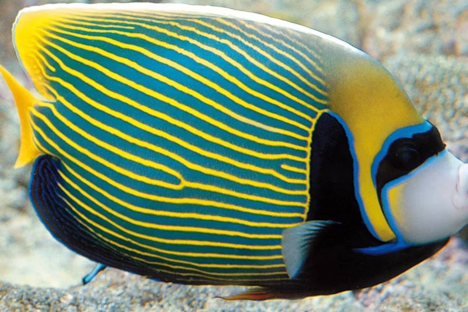 Places of Genoa Tours Places of Genoa Tours