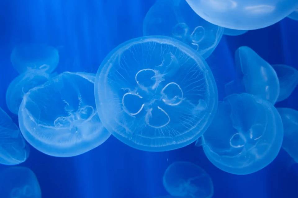 Tickets for Aquarium of Genoa: Reserved Entrance