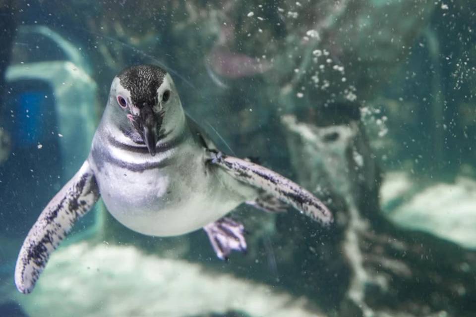 Tickets for Aquarium of Genoa: Reserved Entrance