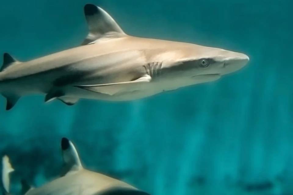 Aquarium of the Pacific: Skip The Line Ticket