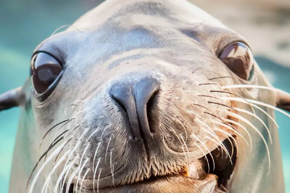 Aquarium of the Pacific: Skip The Line Ticket
