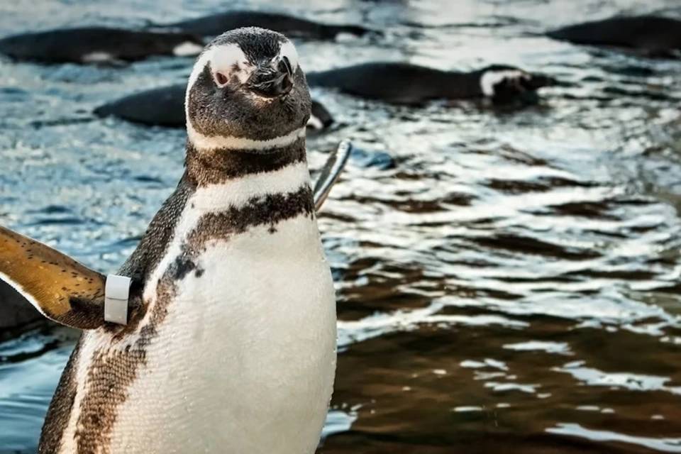 Aquarium of the Pacific: Skip The Line Ticket