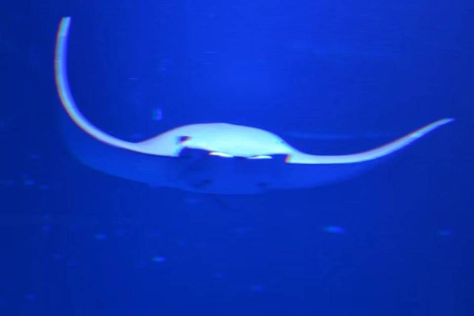 Atlantis Aquarium Madrid: Skip The Line Ticket