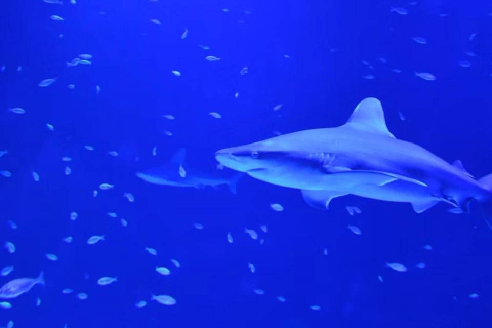 Atlantis Aquarium Madrid: Skip The Line Ticket