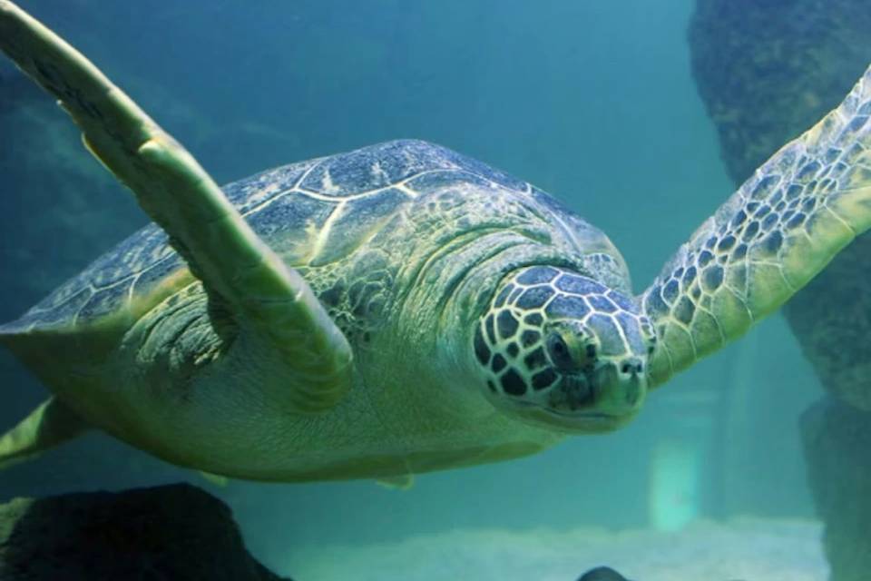 SEA LIFE Orlando Entry Ticket