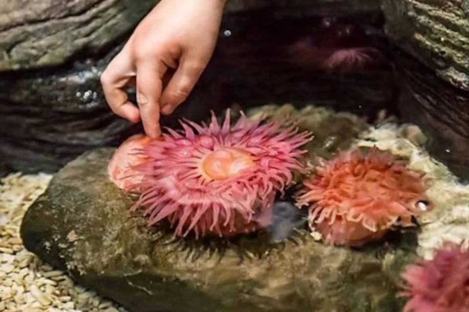 SEA LIFE Orlando Entry Ticket