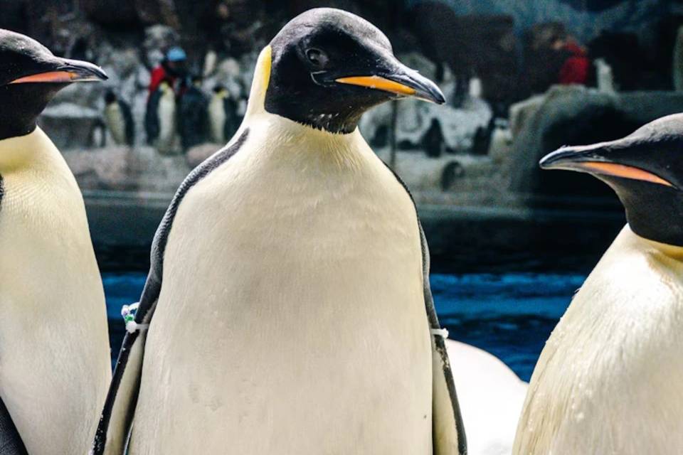 SeaWorld San Diego Entry Ticket