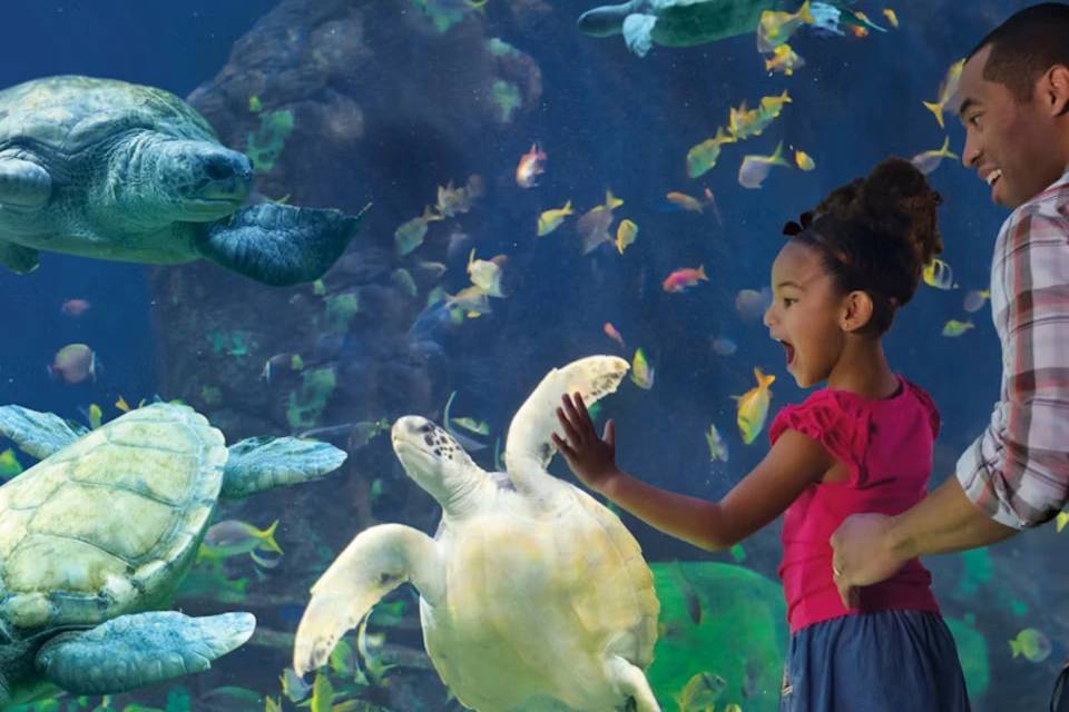 Things To Do In San Diego Tours