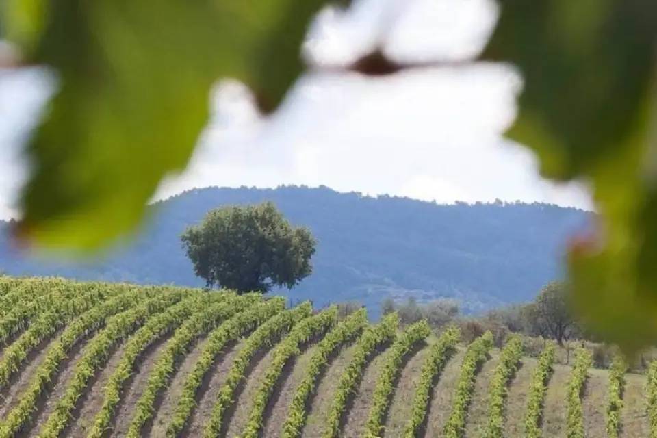 Chianti E-Bike Tour