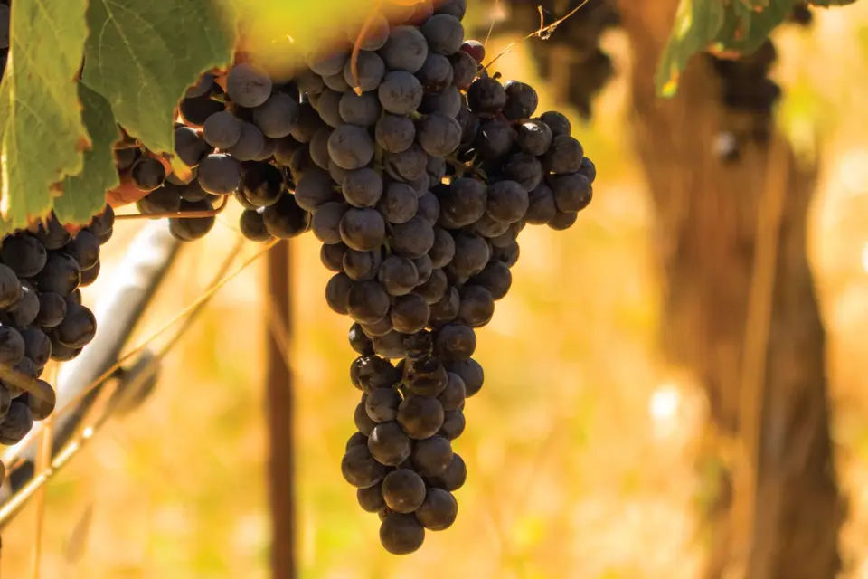 San Francisco Half Day Wine Country Tour