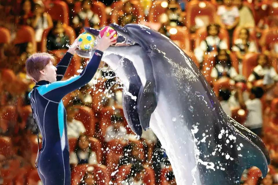 Dubai Dolphinarium Tickets