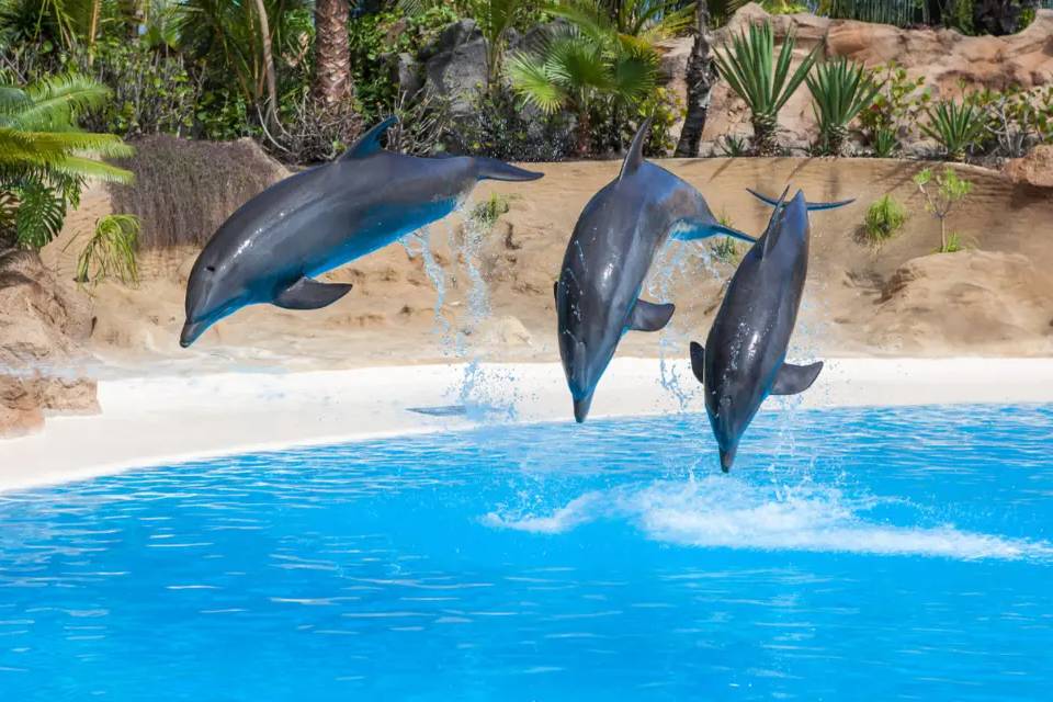 Dubai Dolphinarium Tickets