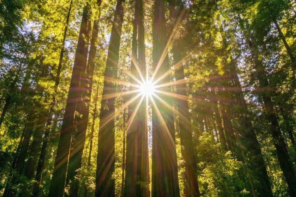 San Francisco 2 Day Hop On Hop Off Bus Ticket with Guided Muir Woods Tour