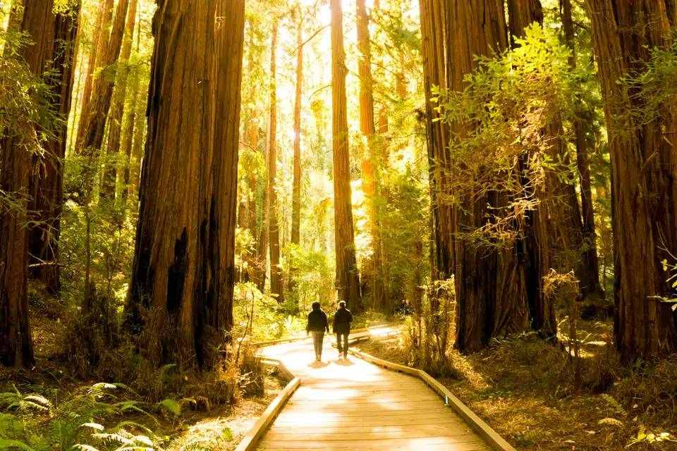 San Francisco 2 Day Hop On Hop Off Bus Ticket with Guided Muir Woods Tour