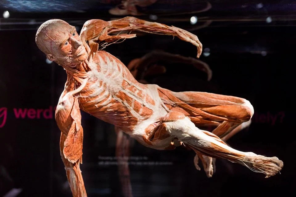 Amsterdam BODY WORLDS
