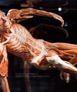 BODY WORLDS Amsterdam with Canal Cruise