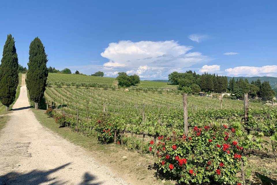 Chianti Experience from Florence: Wine Tasting, Winery Visit and Visit of a Village