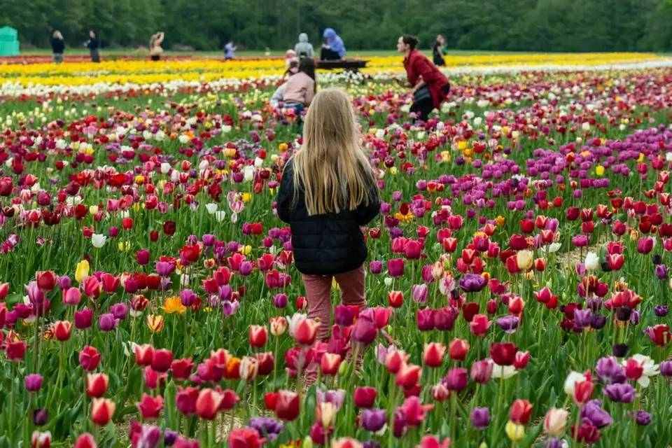 Full Day Tour to Keukenhof, Tulip Farm and Windmill Cruise