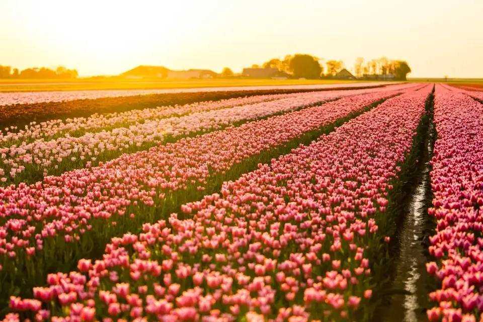 Keukenhof, Tulip Farm and Windmill Cruise