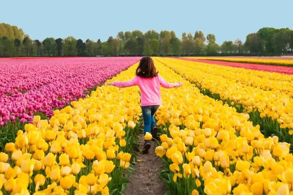 Keukenhof, Tulip Farm and Windmill Cruise