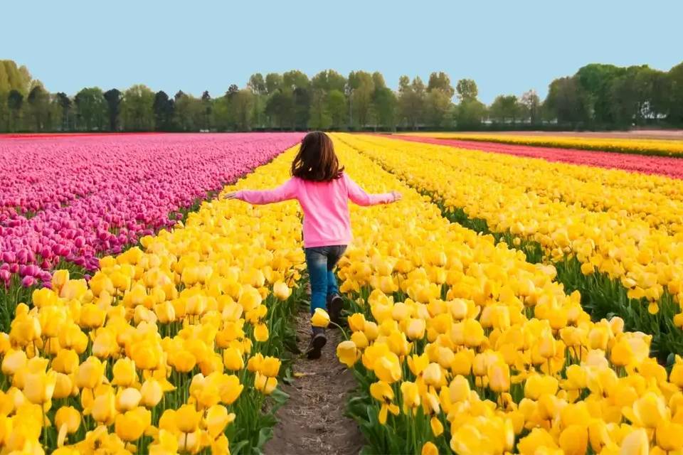 Tour to Keukenhof with Entrance and Transfers by Coach