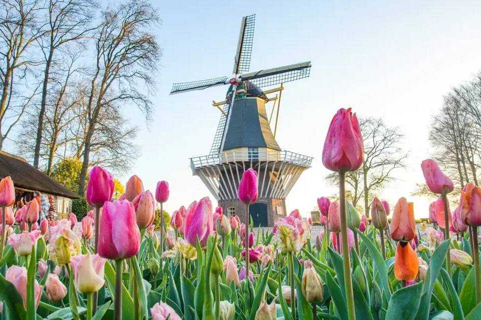 Tour to Keukenhof with Entrance and Transfers by Coach