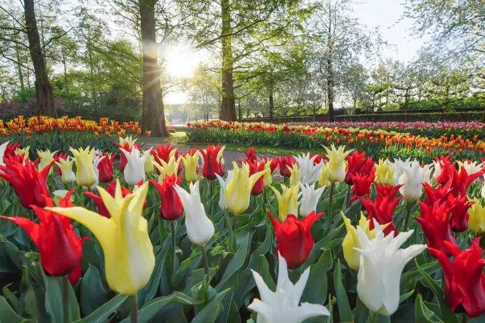 Tour to Keukenhof with Entrance and Transfers by Coach