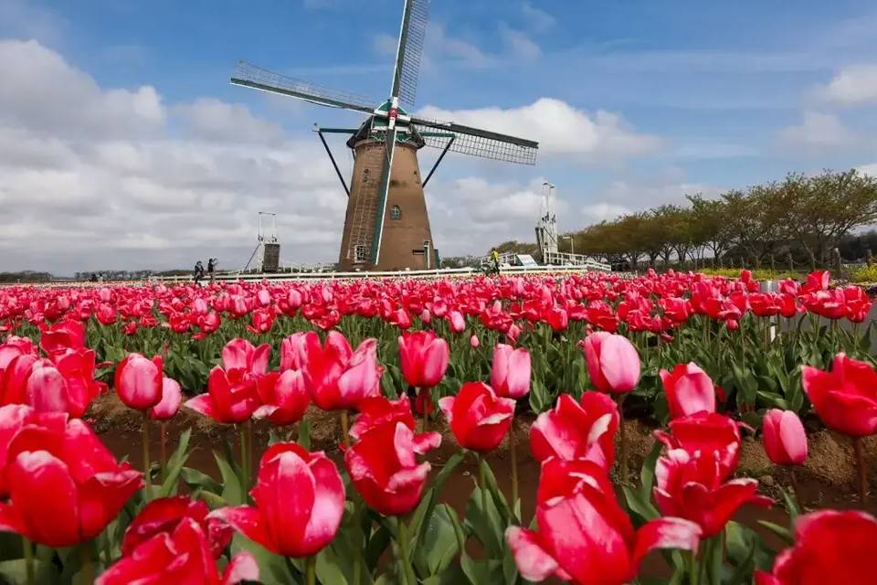 Dutch Flower and Windmill Tour – Summer Edition