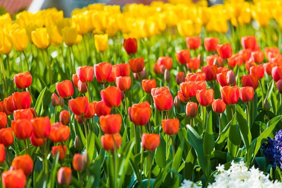 Full Day Tour to Keukenhof with Countryside and Windmills