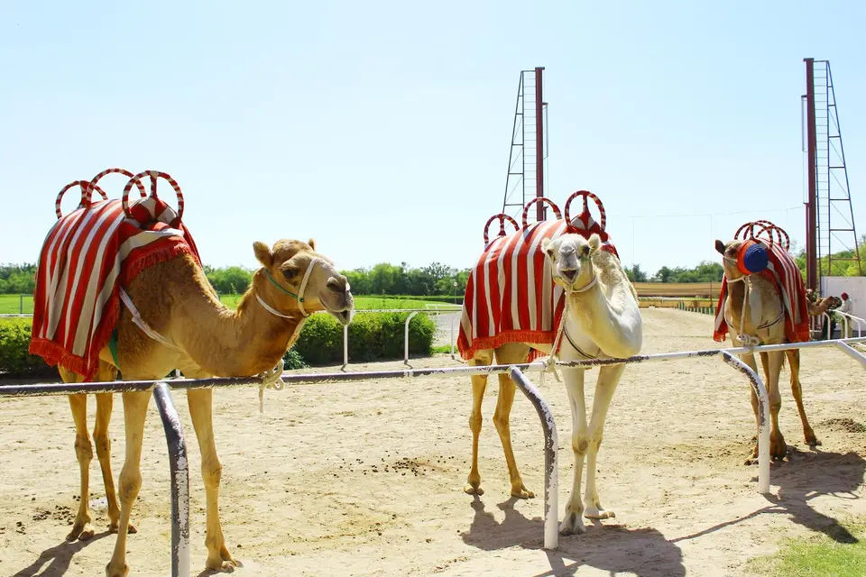 Camel Village Dubai and Free Half Dubai City Tour from Dubai