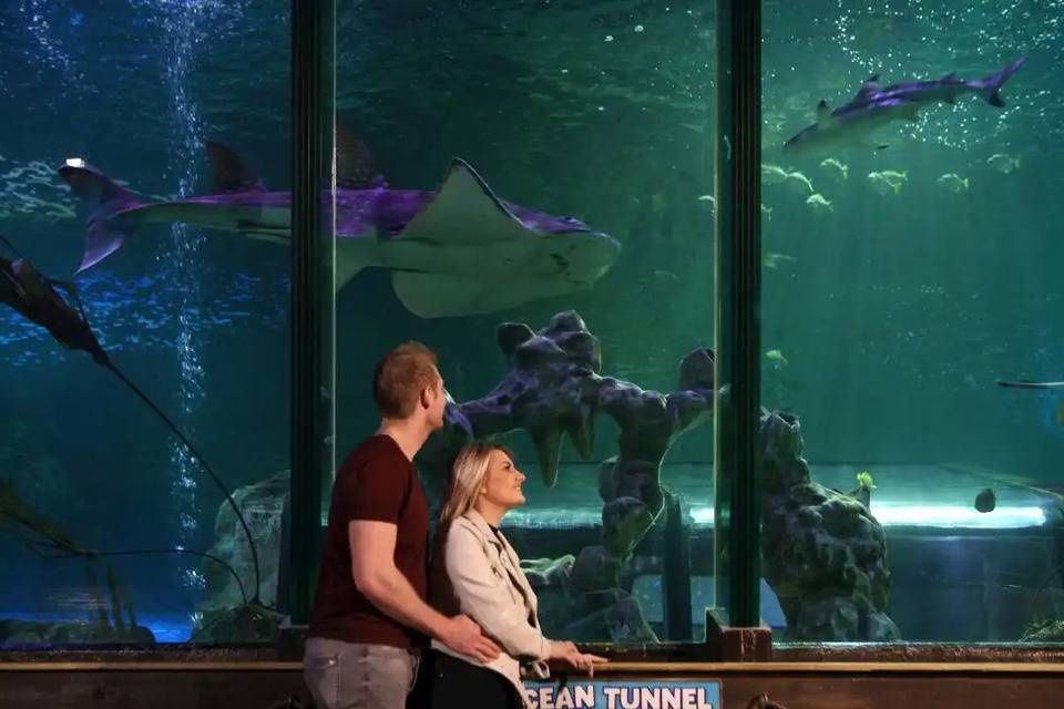 SEA LIFE Blackpool Entrance Ticket