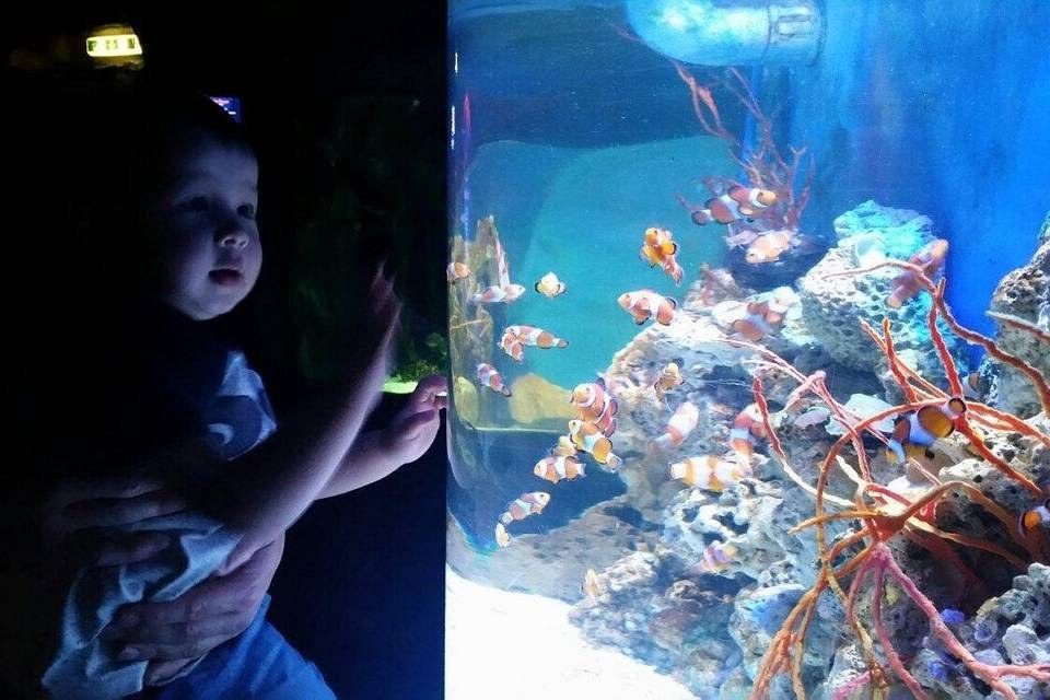 SEA LIFE Blackpool Entrance Ticket