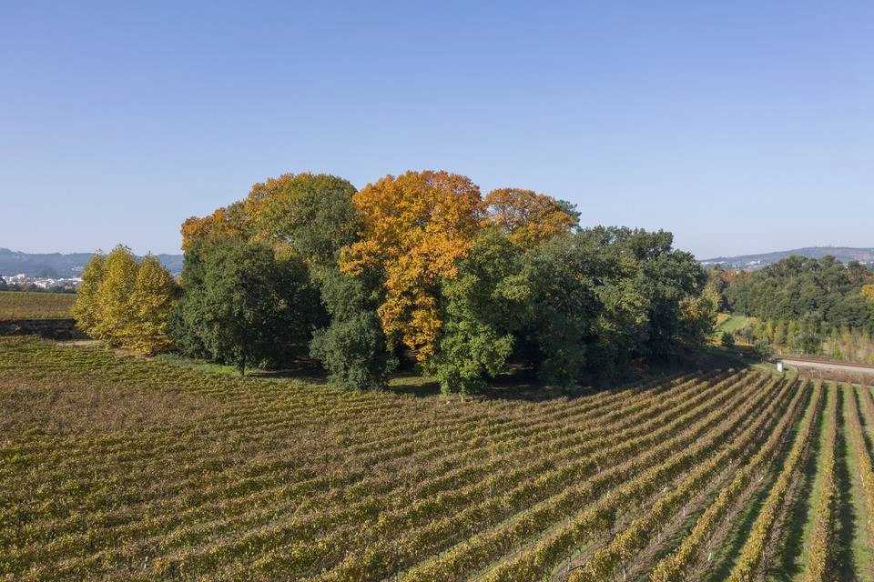 Quinta da Aveleda Enchanted Gardens and Green Wine Experience