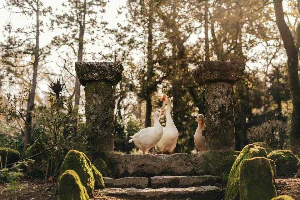 Quinta da Aveleda Enchanted Gardens and Green Wine Experience
