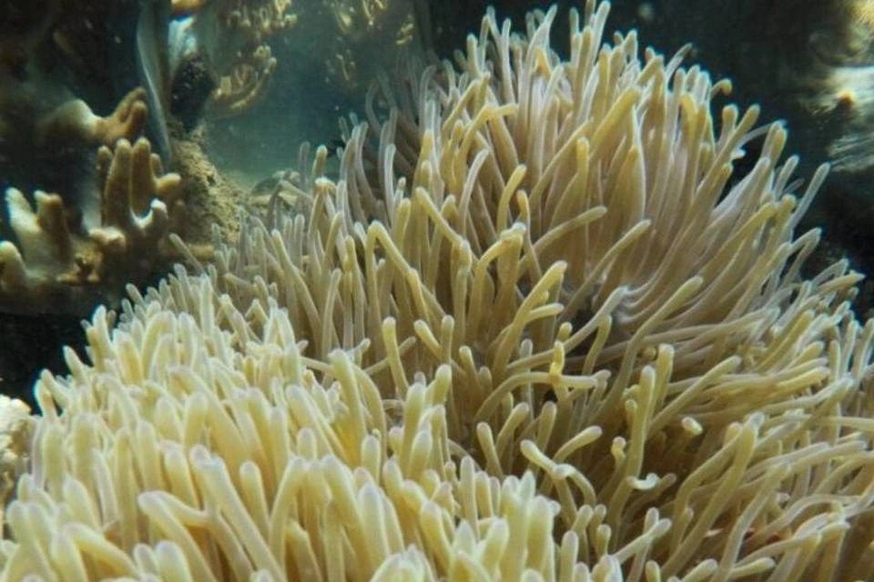 Full-Day Cham Islands Cruise from Hoi An with Underwater Walking Excursion