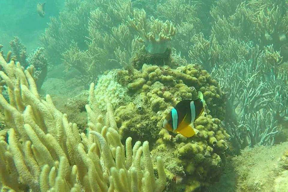Cham Islands Snorkeling Tour by Wooden Boat from Hoi An