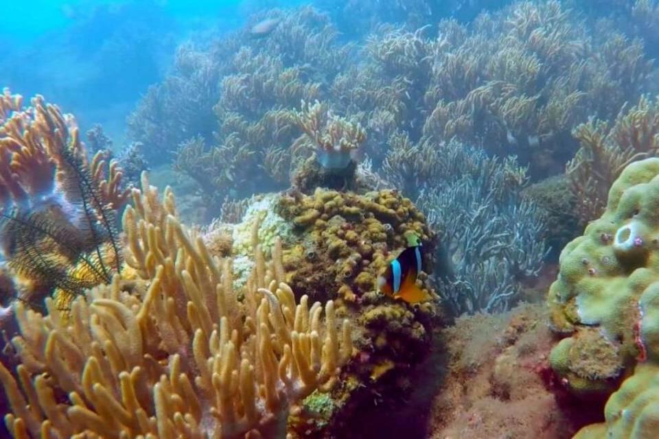 Cham Island Snorkeling Tour by Speedboat from Da Nang