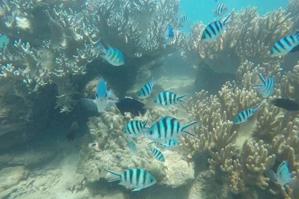 Cham Island Snorkeling Tour by Speedboat from Da Nang
