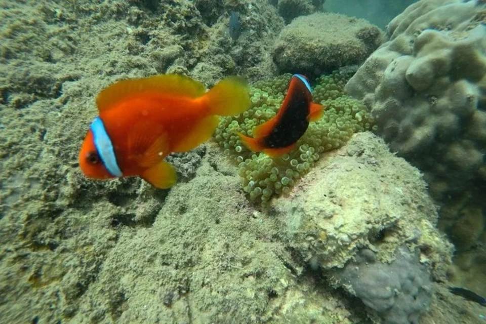 Cham Island Sea Trek and Snorkeling by Speedboat