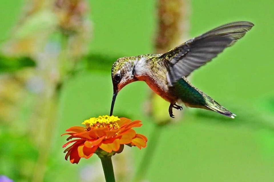 Natural Diversity Exploration at the Iguazu Biocenter