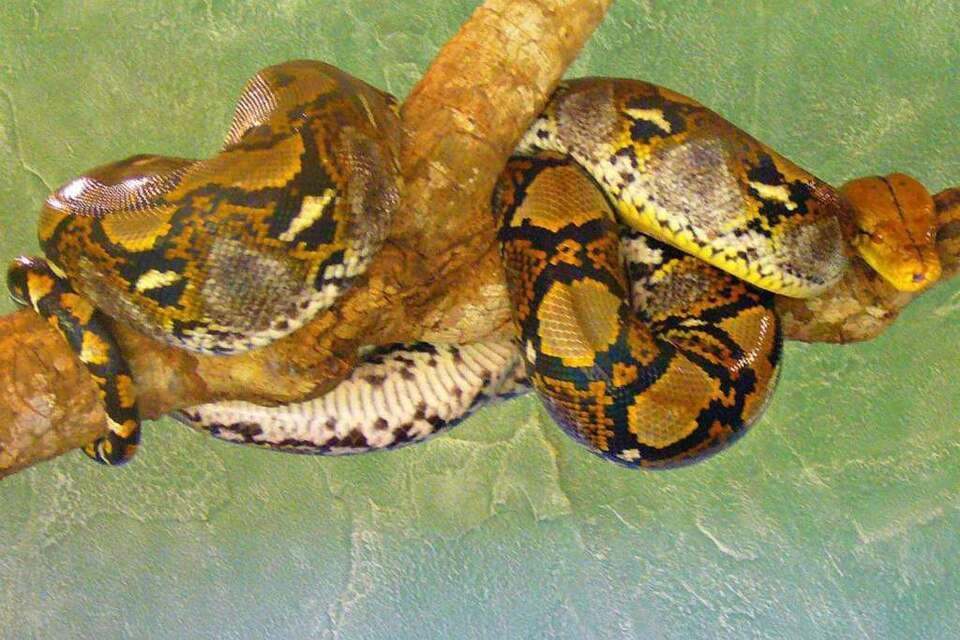 Natural Diversity Exploration at the Iguazu Biocenter