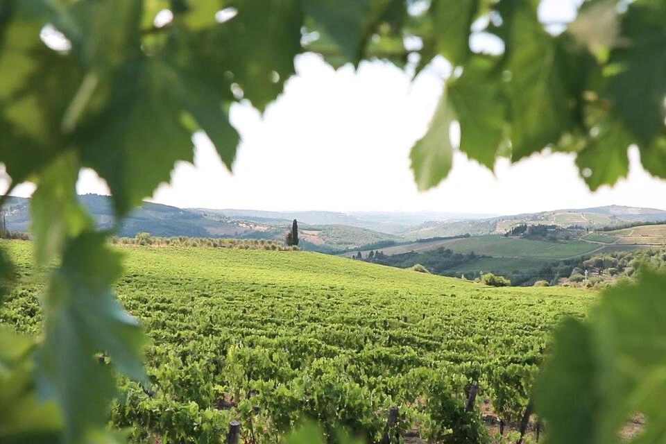 Chianti Authentic Experience Morning Tour with Wineries, Cellars Visit and Wine Tastings