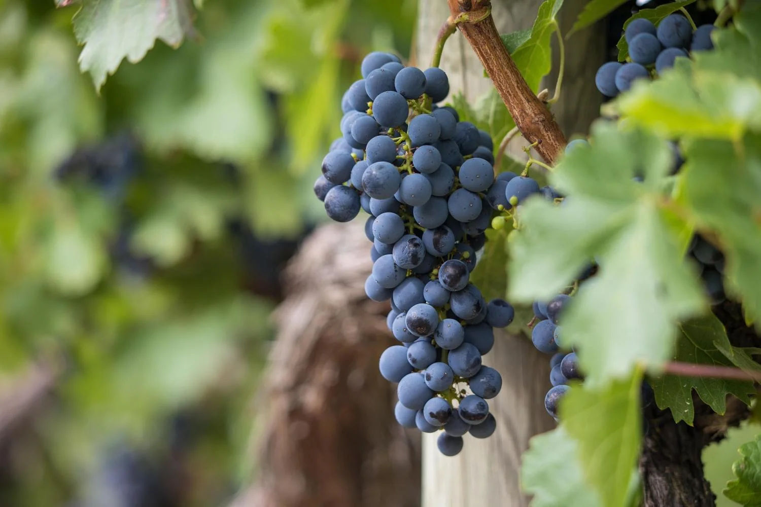 The Essence of Tuscany - Chianti Classico, Montalcino and Montepulciano